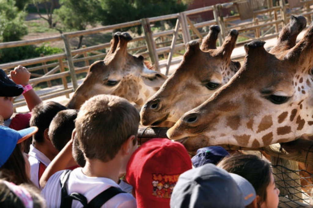 Terra Natura Murcia is a wildlife and water park that offers fun for all ages. It’s divided into different zones representing various ecosystems, home to numerous animal species.