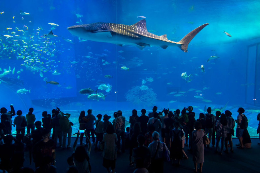 The Biarritz Aquarium, also known as the Musée de la Mer, is an impressive marine museum located near the Rocher de la Vierge