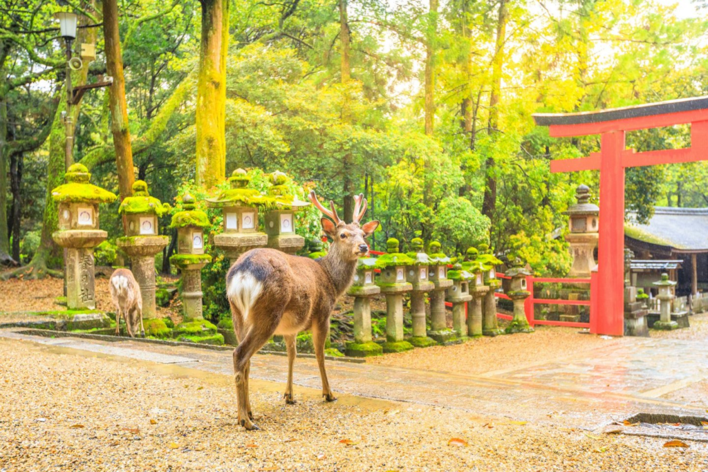 Nara, Japan's first permanent capital, is a city rich in history and culture