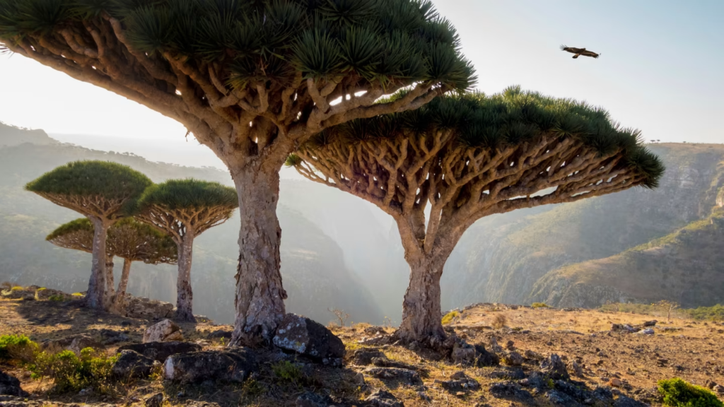 Socotra island isolation from the mainland for millions of years has allowed for the evolution of a unique ecosystem, much like the Galápagos Islands