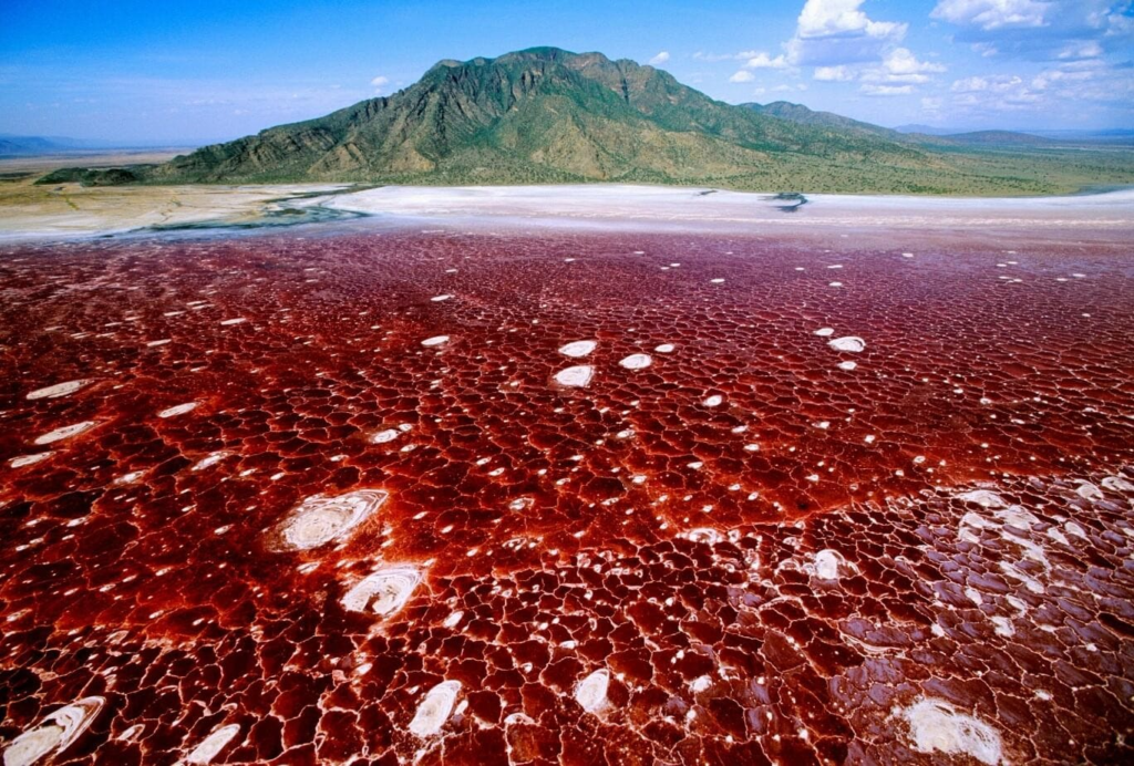 Lake Natron most striking feature is its highly alkaline water, with a pH level that can reach as high as 10.5, comparable to ammoni