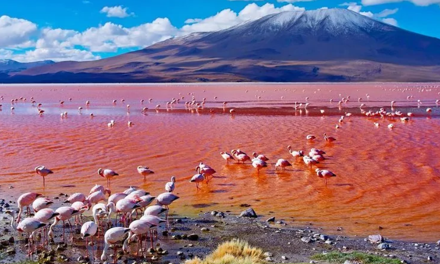 Despite its harsh conditions, Lake Natron plays a crucial role in the survival of lesser flamingos