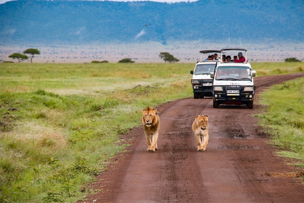 Kenya is synonymous with safari adventures and offers some of the most spectacular wildlife experiences in Africa. Beyond its famous savannas and game reserves, Kenya also boasts beautiful beaches along its Indian Ocean coastline and a rich cultural heritage.