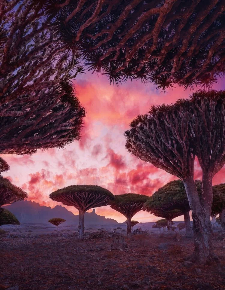 Imagine an island that looks like it belongs on an alien planet rather than Earth. That's Socotra Island, located in the Arabian Sea, off the coast of Yemen