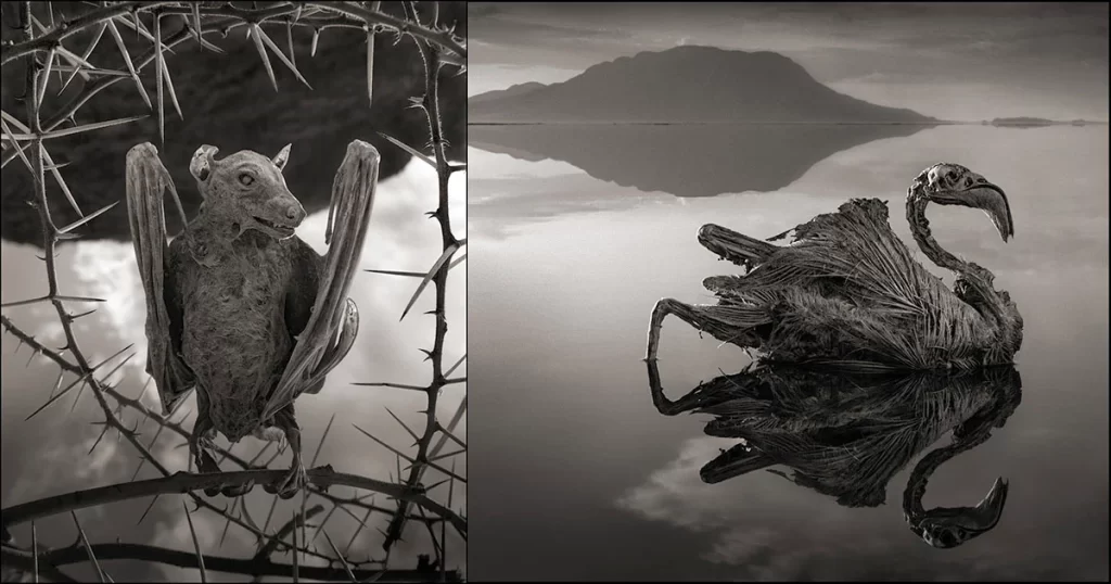 The lake gets its name from natron, a naturally occurring compound made up of sodium carbonate and baking soda. Ancient Egyptians used natron as a preservative in the mummification process, and Lake Natron’s waters act similarly